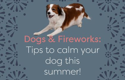 dog firework anxiety tips