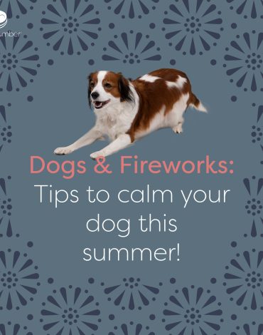 dog firework anxiety tips