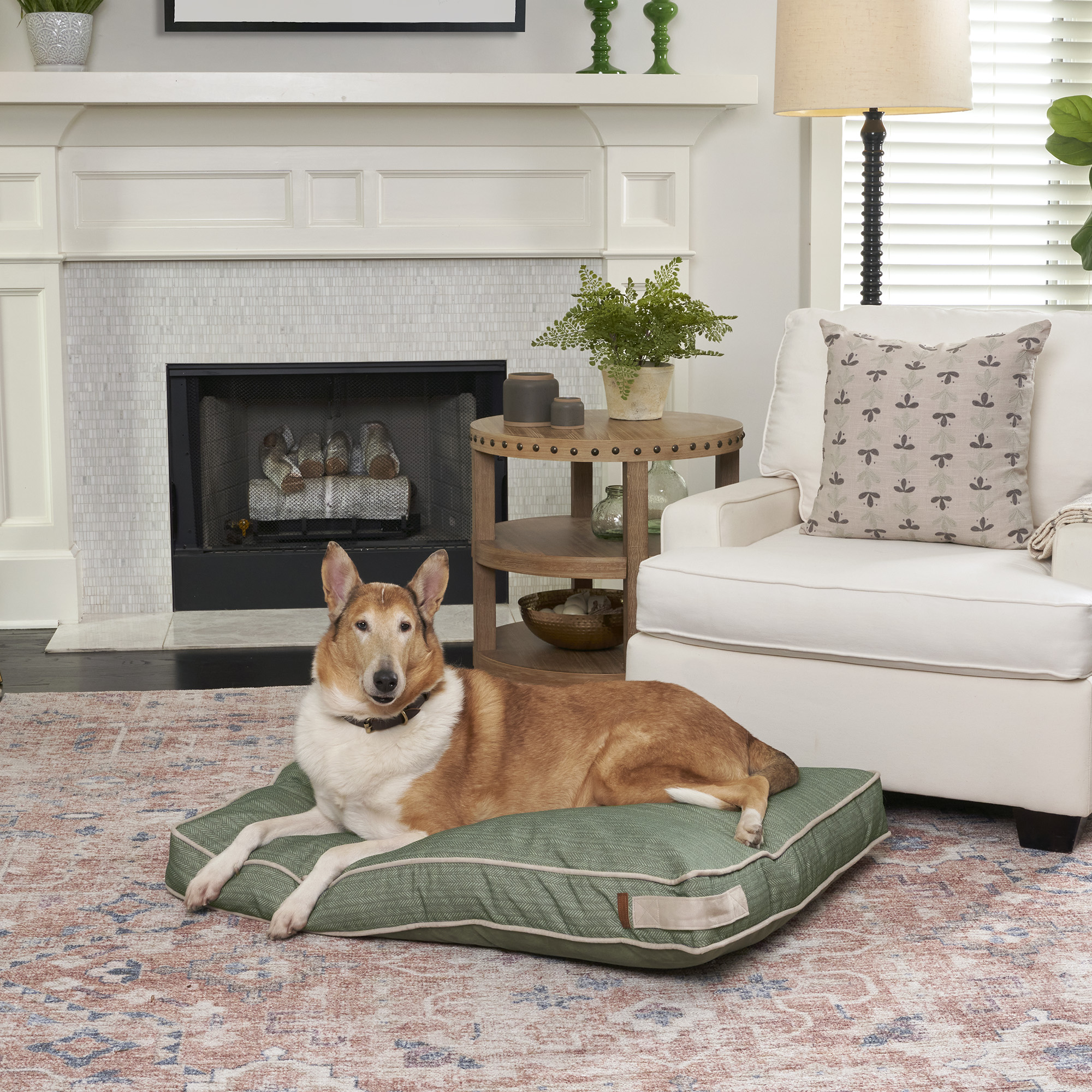 Ollies best sale dog beds