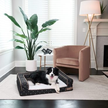 stylish modern dog beds