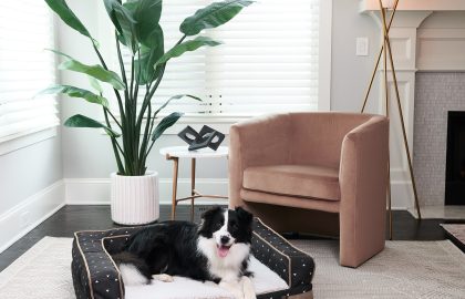 stylish modern dog beds