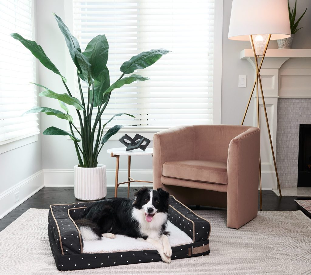 stylish modern dog beds